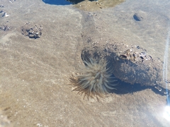 Bunodosoma zamponii
