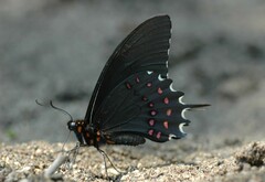 Heraclides erostratus