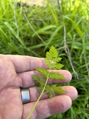 Anthriscus caucalis