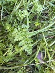 Anthriscus caucalis