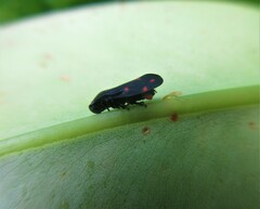 Callitettix versicolor