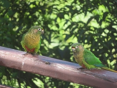 Pyrrhura frontalis