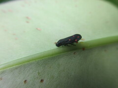 Callitettix versicolor