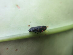 Callitettix versicolor