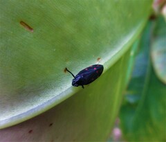 Callitettix versicolor