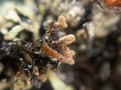 Hypogymnia lophyrea
