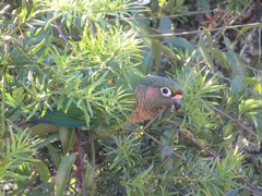 Pyrrhura frontalis
