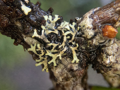 Hypogymnia lophyrea