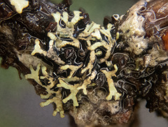 Hypogymnia lophyrea