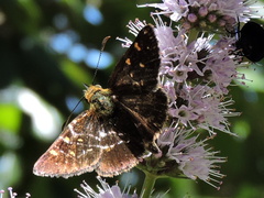 Butleria bissexguttatus