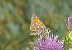 Hesperia woodgatei