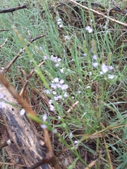 Verbena halei