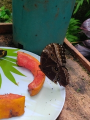 Morpho helenor