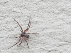 Philodromus