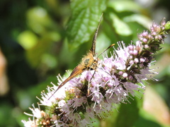 Butleria bissexguttatus