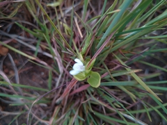Justicia anagalloides