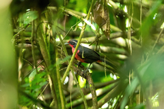 Rhodinocichla rosea
