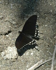 Heraclides erostratus