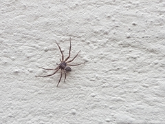 Philodromus