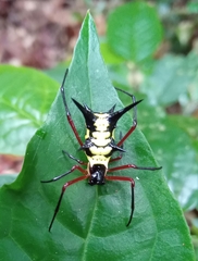 Micrathena kirbyi