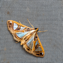 Glyphodes boseae