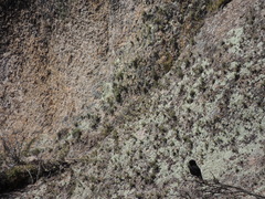 Knipolegus aterrimus