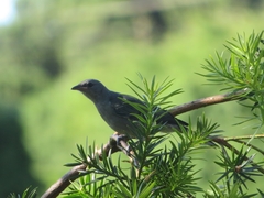 Thraupis ornata