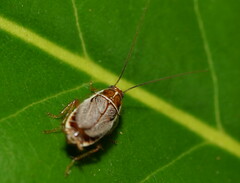 Pseudophyllodromiinae