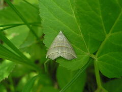 Colobochyla salicalis