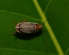 Pseudophyllodromiinae