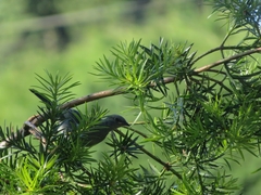 Thraupis ornata