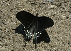 Heraclides erostratus