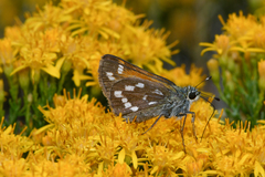 Hesperia woodgatei