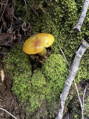 Hygrocybe acutoconica