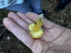 Hygrocybe acutoconica
