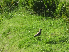 Vanellus chilensis