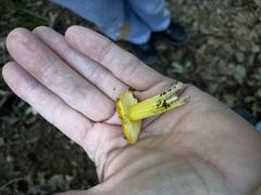 Hygrocybe acutoconica