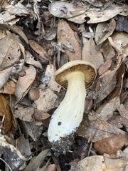 Leucopaxillus