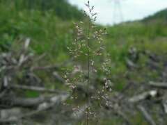 Agrostis canina