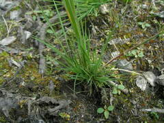 Agrostis canina