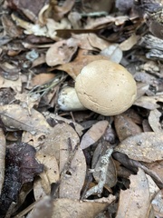 Leucopaxillus
