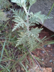Artemisia afra