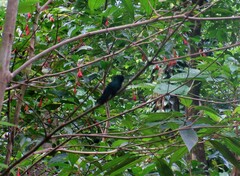 Riccordia bicolor
