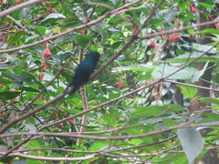 Riccordia bicolor