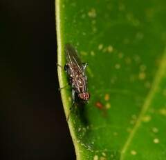 Tapeigaster nigricornis