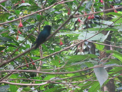 Riccordia bicolor