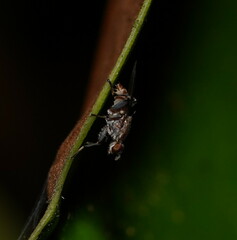 Tapeigaster nigricornis