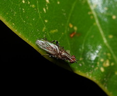 Tapeigaster nigricornis