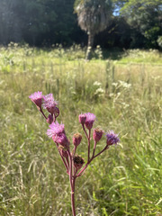 Campuloclinium macrocephalum
