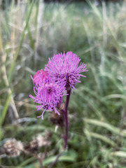 Campuloclinium macrocephalum